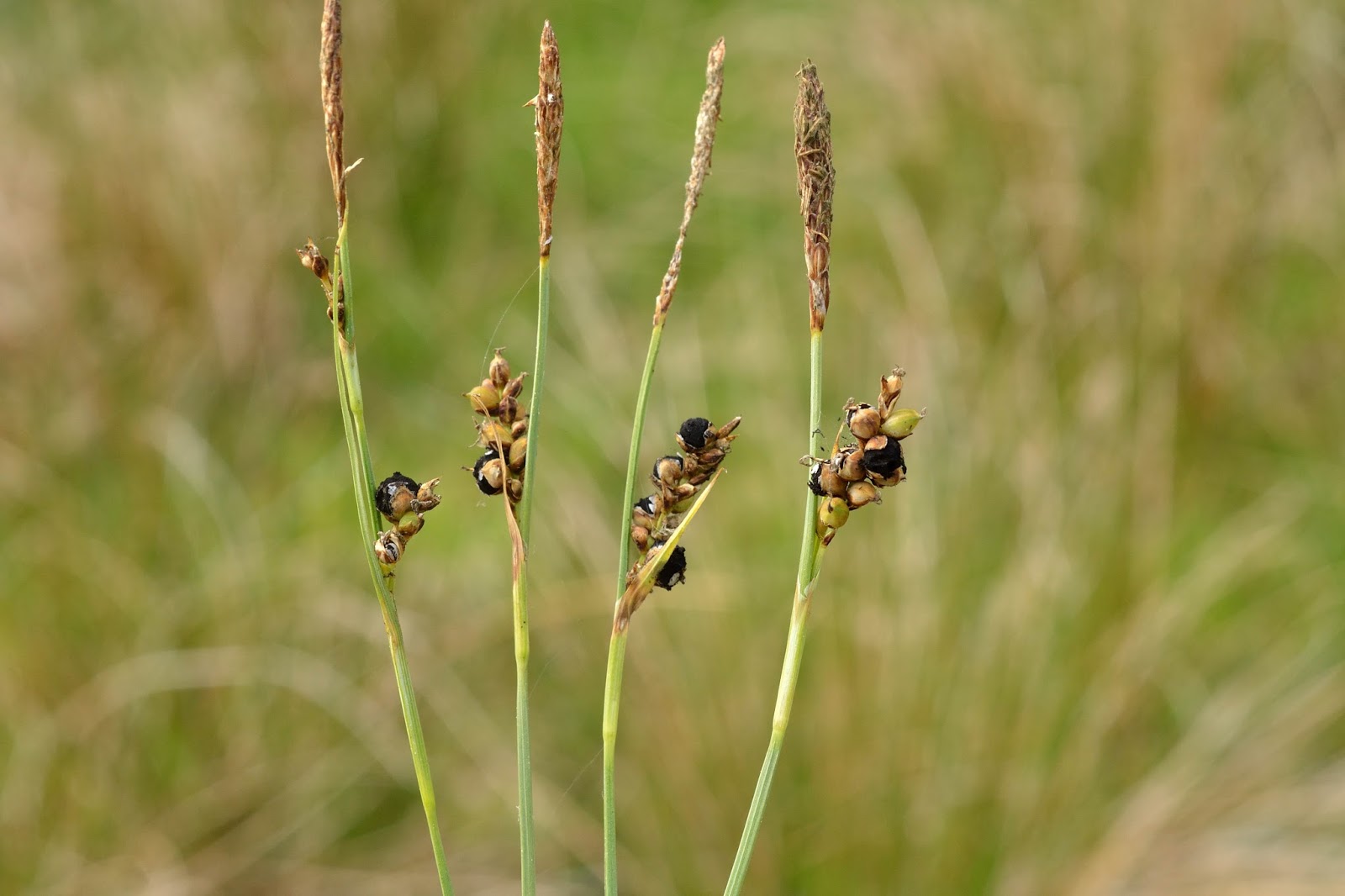 Представитель Семейства Anthracoideaceae